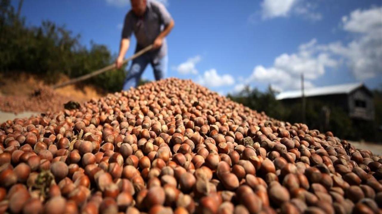 Fındık işçilerinin yevmiyelerine zam yapıldı
