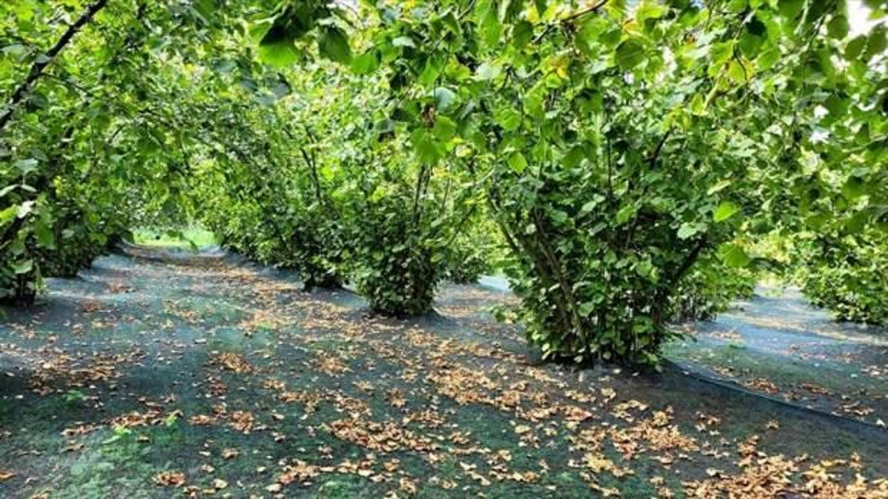 Fındık üreticileri 