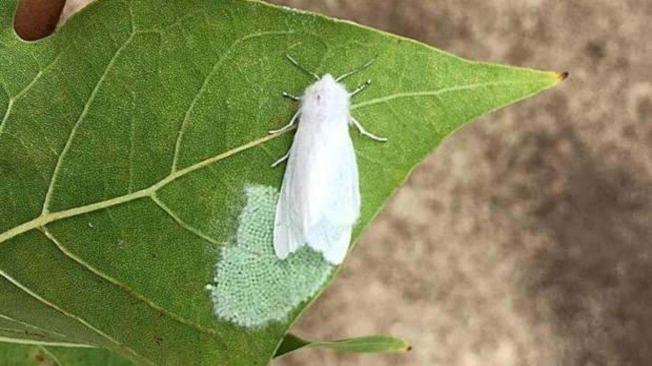 Fındık üreticilerine 