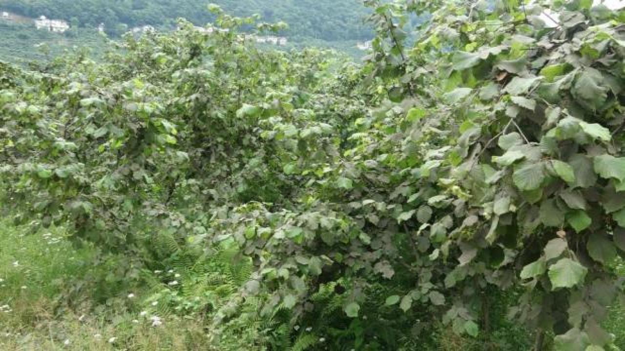 Fındık üreticisinin ‘Drakula’ sevinci