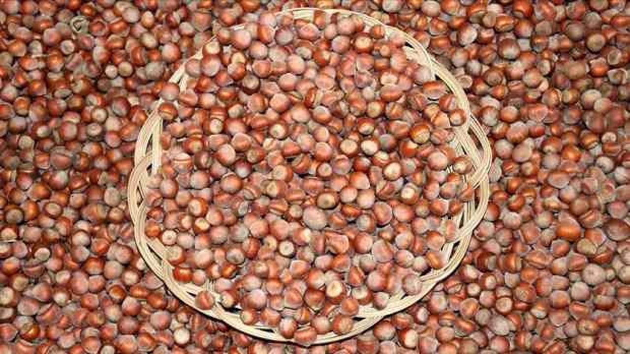 Fındık üretiminde doğru gübreleme verim ve kaliteyi artırıyor