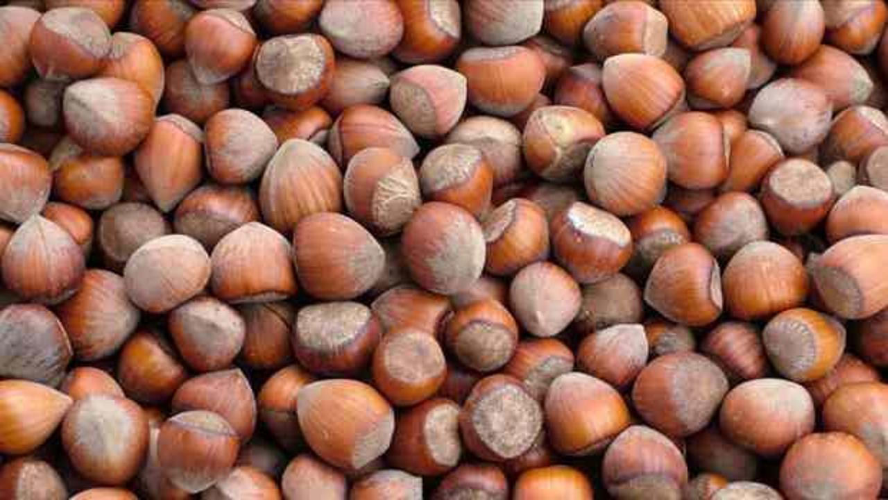 Fındıkta bu sezon 2,5 milyar dolar ihracat geliri hedefleniyor