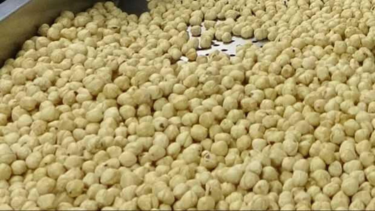 Fındıkta hasat ve kurutma bitti; kırma, kavurma ve paketleme dönemi başladı