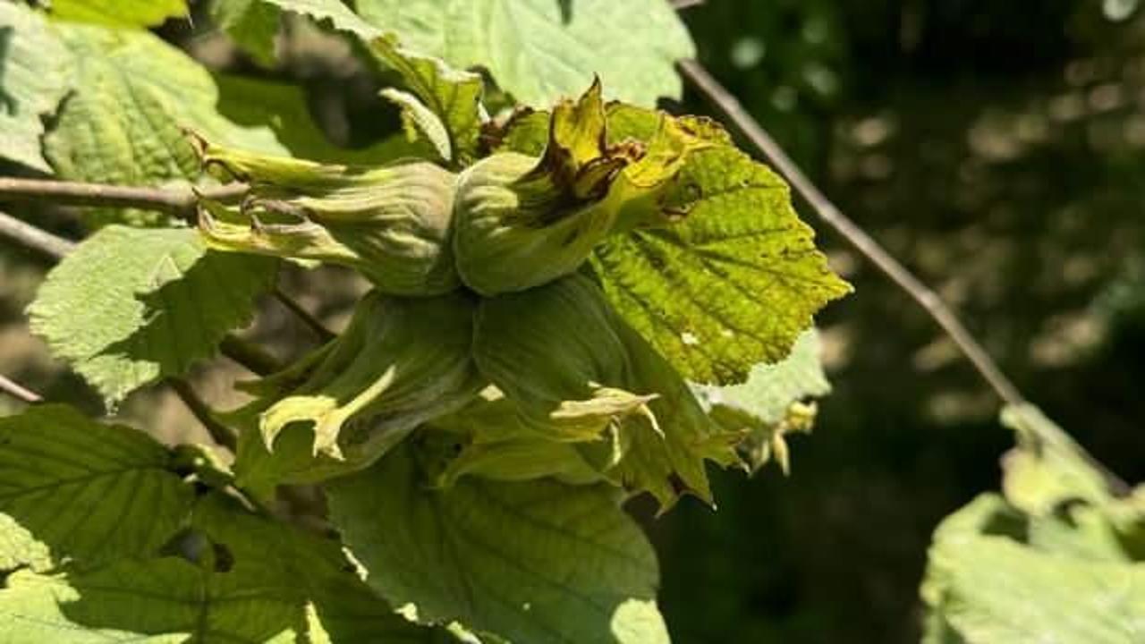 Fındıkta örnek bahçeler de randıman da artıyor