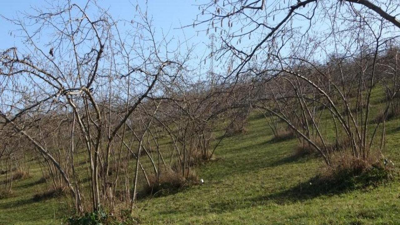 Fındıkta verim endişesi
