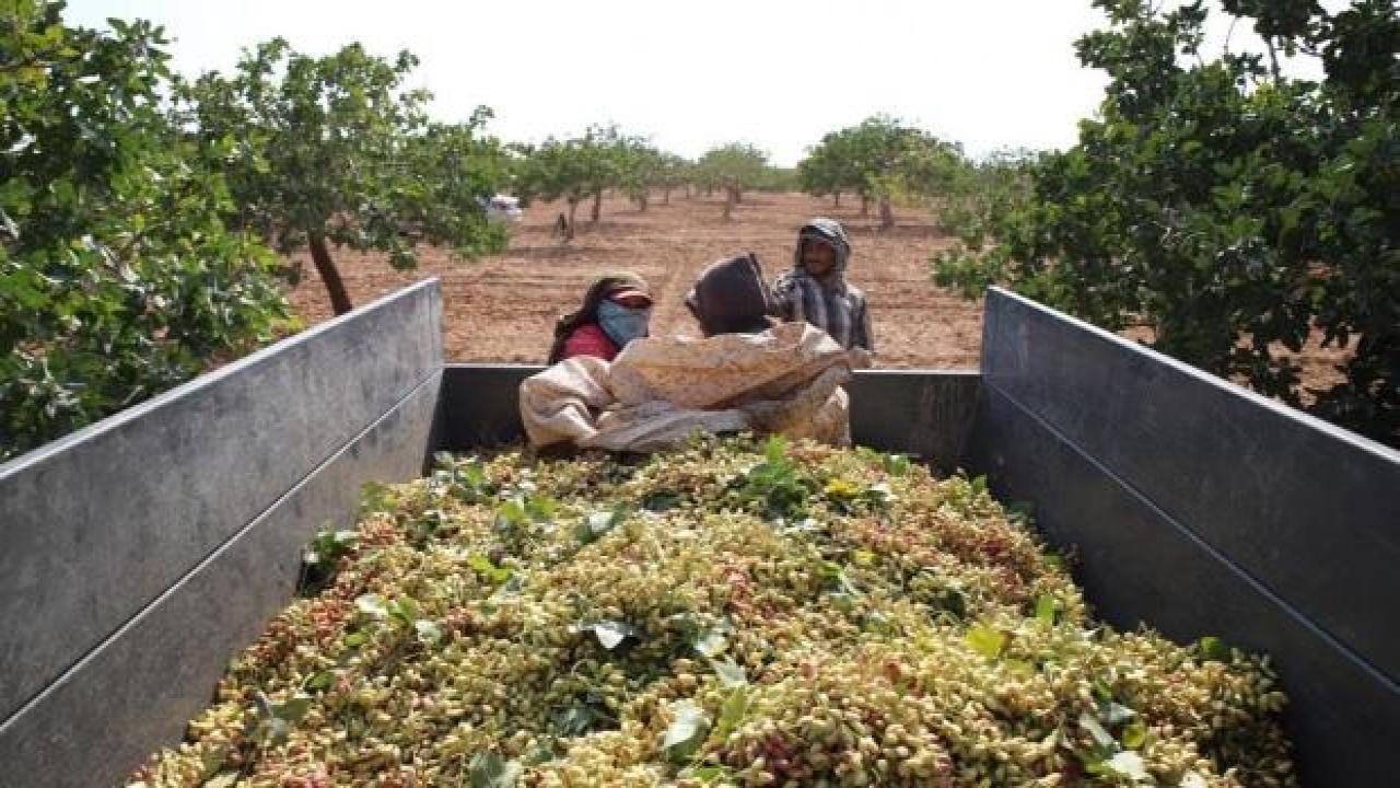 Fıstık üreticisinden taban fiyat çağrısı