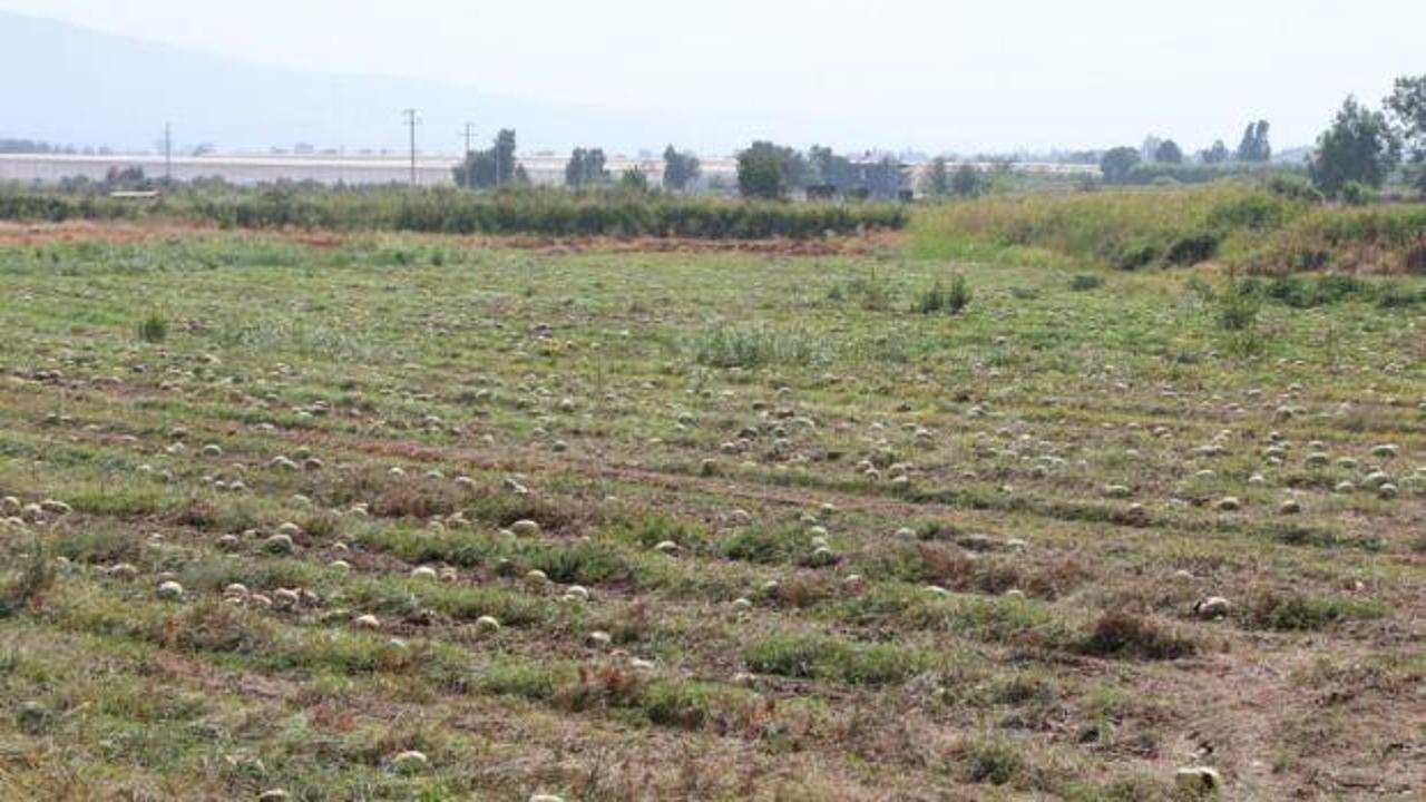 Fiyatlar düşünce karpuz tarlada kaldı!
