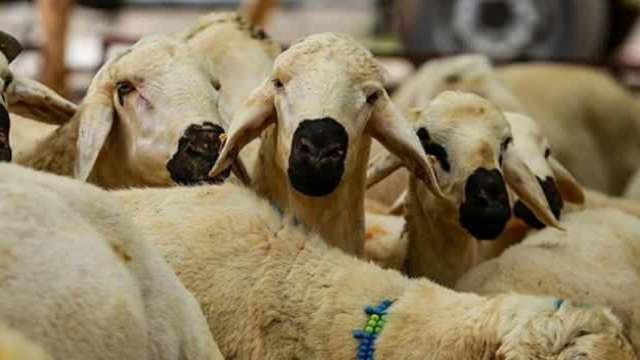 Fiyatlar şekillenmeye başladı: 2025 Büyükbaş ve küçükbaş kurbanlık fiyatları netleşiyor!