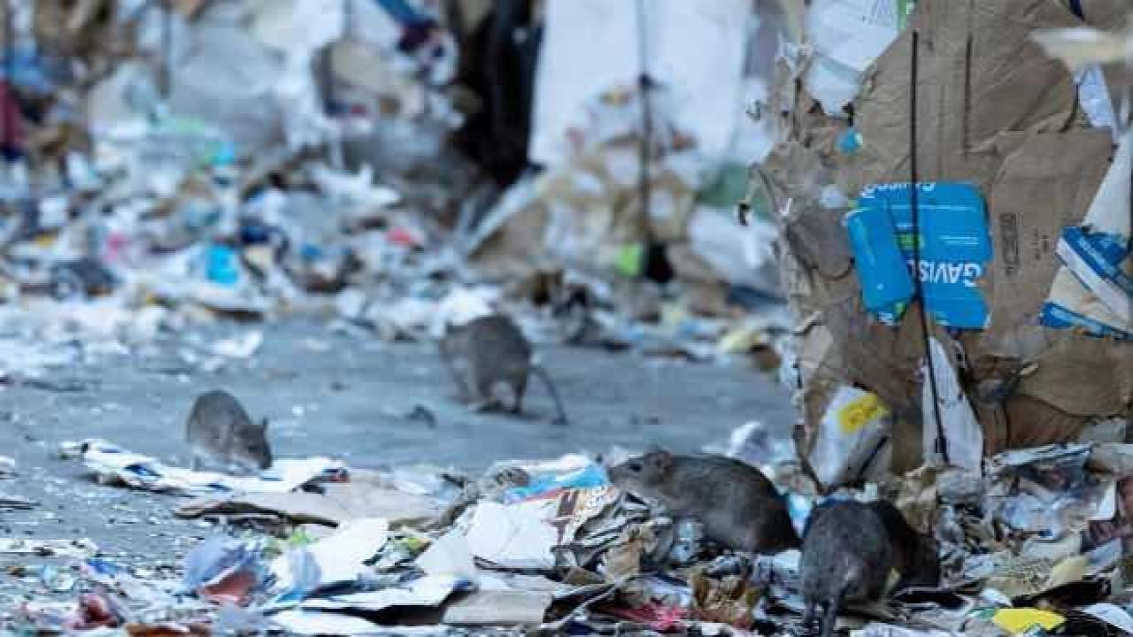 Fransa'da artan fare sayısına ilginç çözüm: Beraber yaşamayı öğrenelim