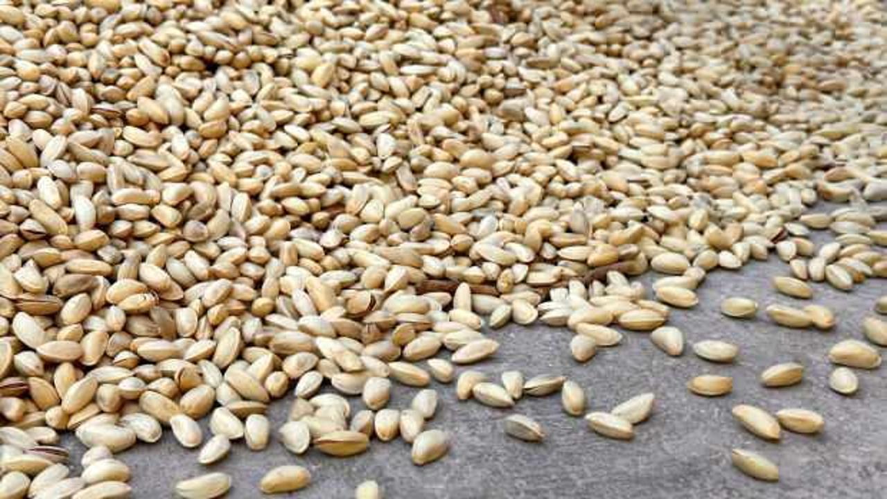 Gaziantep Büyükşehir Belediyesi fıstık alımına başladı