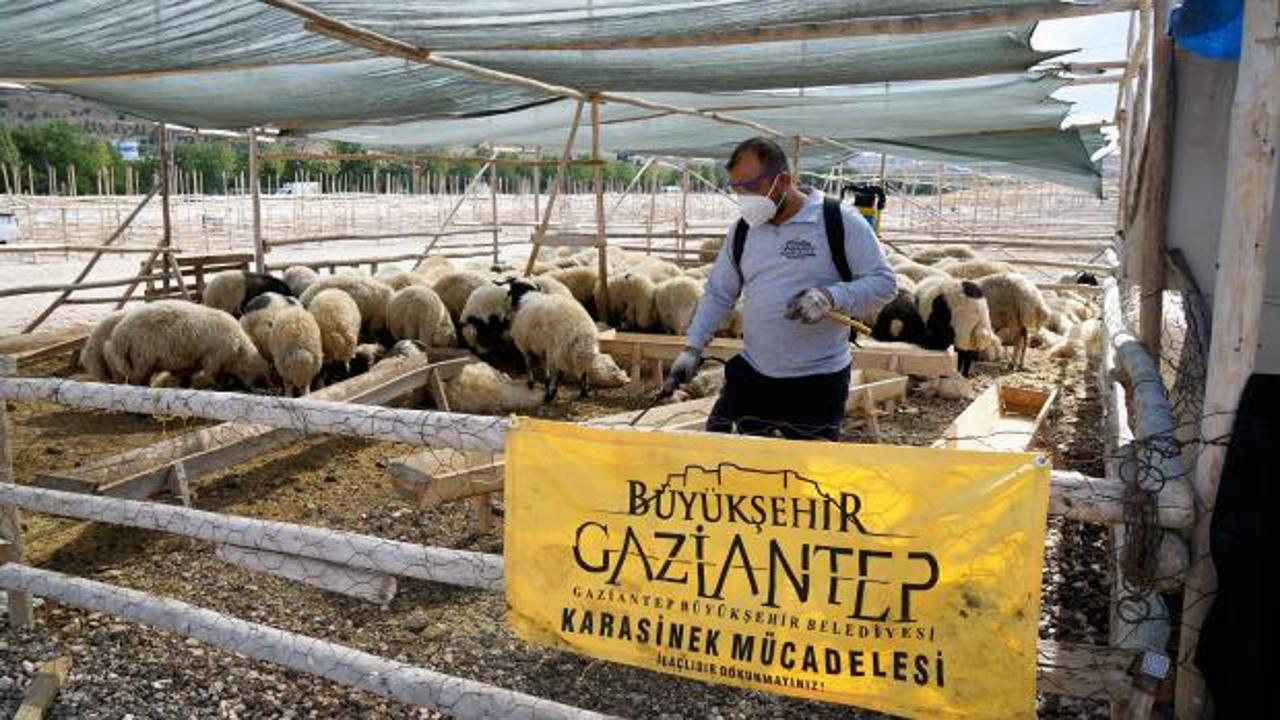 Gaziantep Büyükşehir Kurban Bayramı'nda 700 personel ile sahada olacak