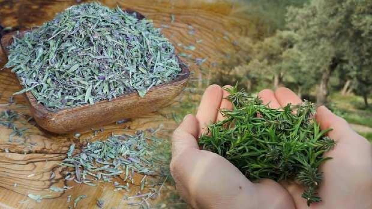Gece yatmadan önce kekik çayı içmek ne işe yarar? Dağ kekik çayı bağışıklık sistemini güçlendirir mi?