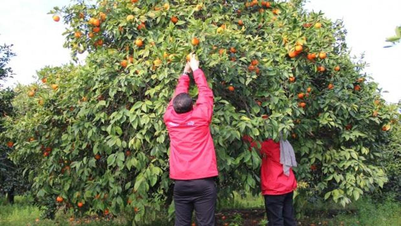 Genç gönüllüler Hatay'da narenciye hasadına yardım ediyor