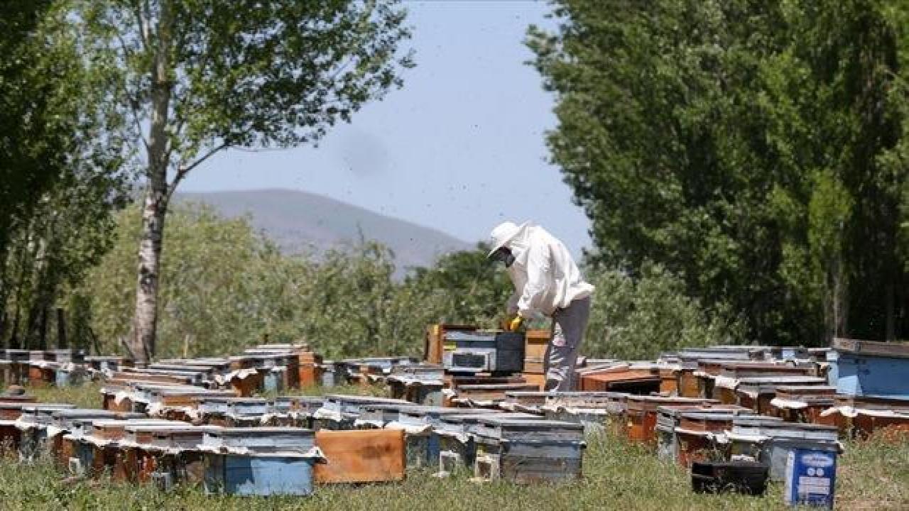 Gezgin arıcılar kaliteli bal için Muş'u tercih ediyor