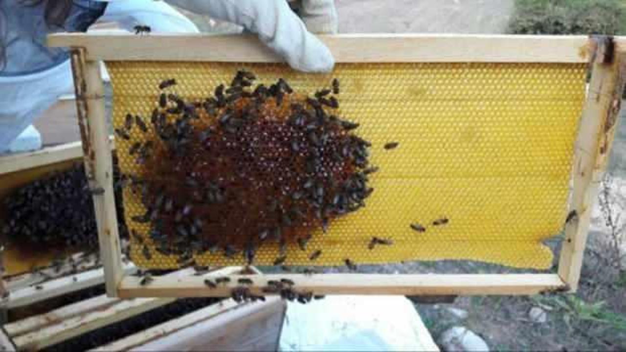 Gezginci arıcılar ile genç ve kadın üreticilere kovan başına ilave destek