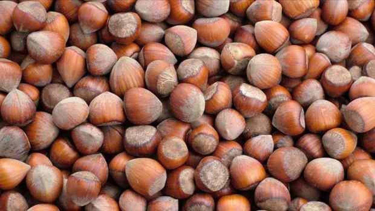 Giresun'da fındığın kilogramı 137-142 lira arasında işlem gördü