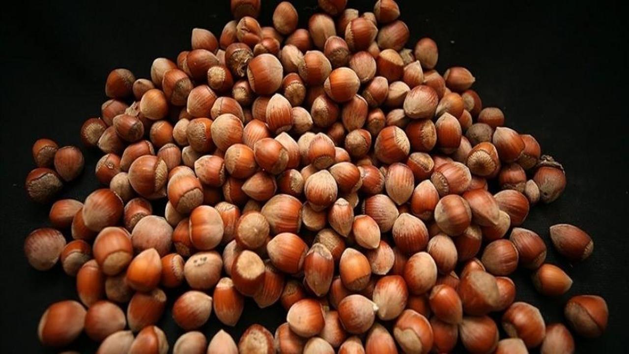 Giresun'da fındık üreticilerine modern yetiştiricilik yöntemleri öğretiliyor