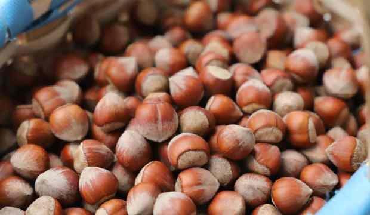 Giresun'un tombul fındığını Avrupa Birliği tescil etti