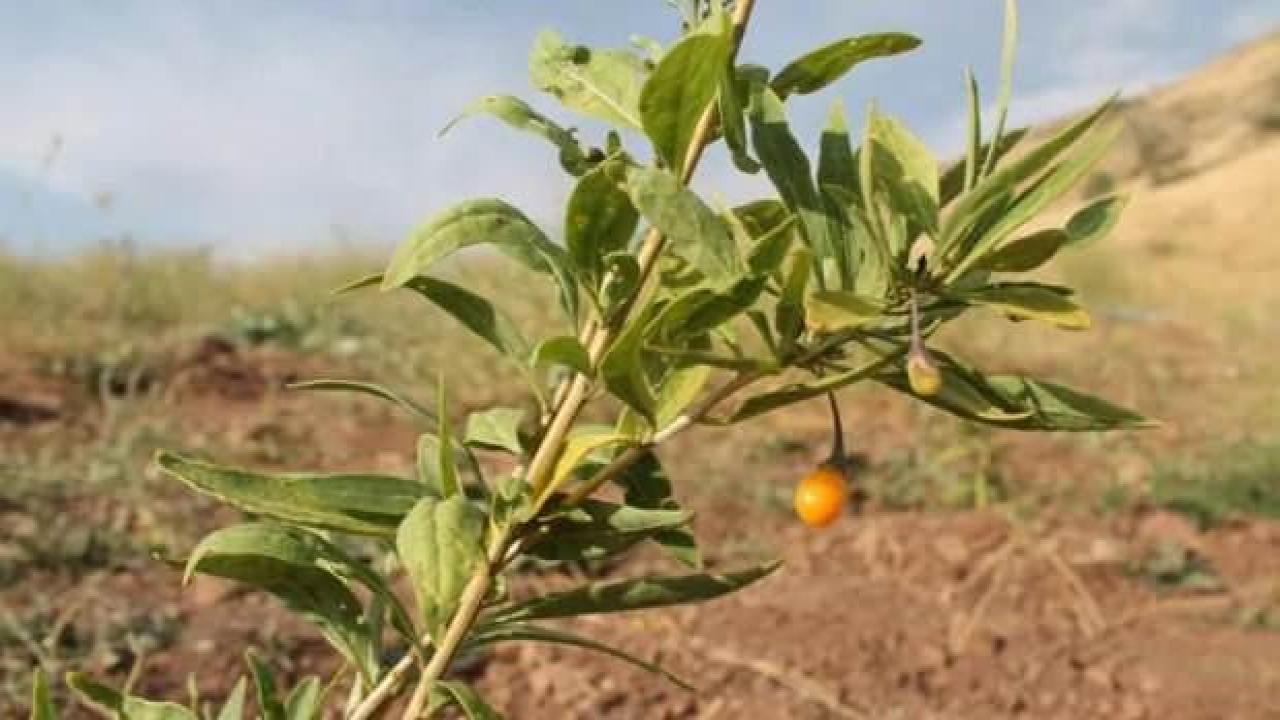 Goji berry fideleri meyve vermeye başladı