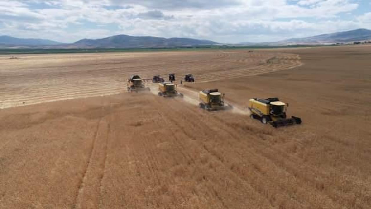 Gökhöyük'te tohumluk buğday hasadı başladı: 4 bin 500 ton üretim bekleniyor