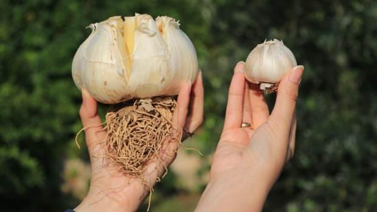 Gören bir daha bakıyor! Adanalı doktordan ilginç sarımsak üretimi