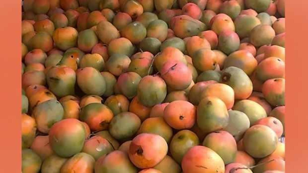 Gözleriniz sizi aldatmadan papağını bulun! Zeka testi için sadece 13 saniyeniz var