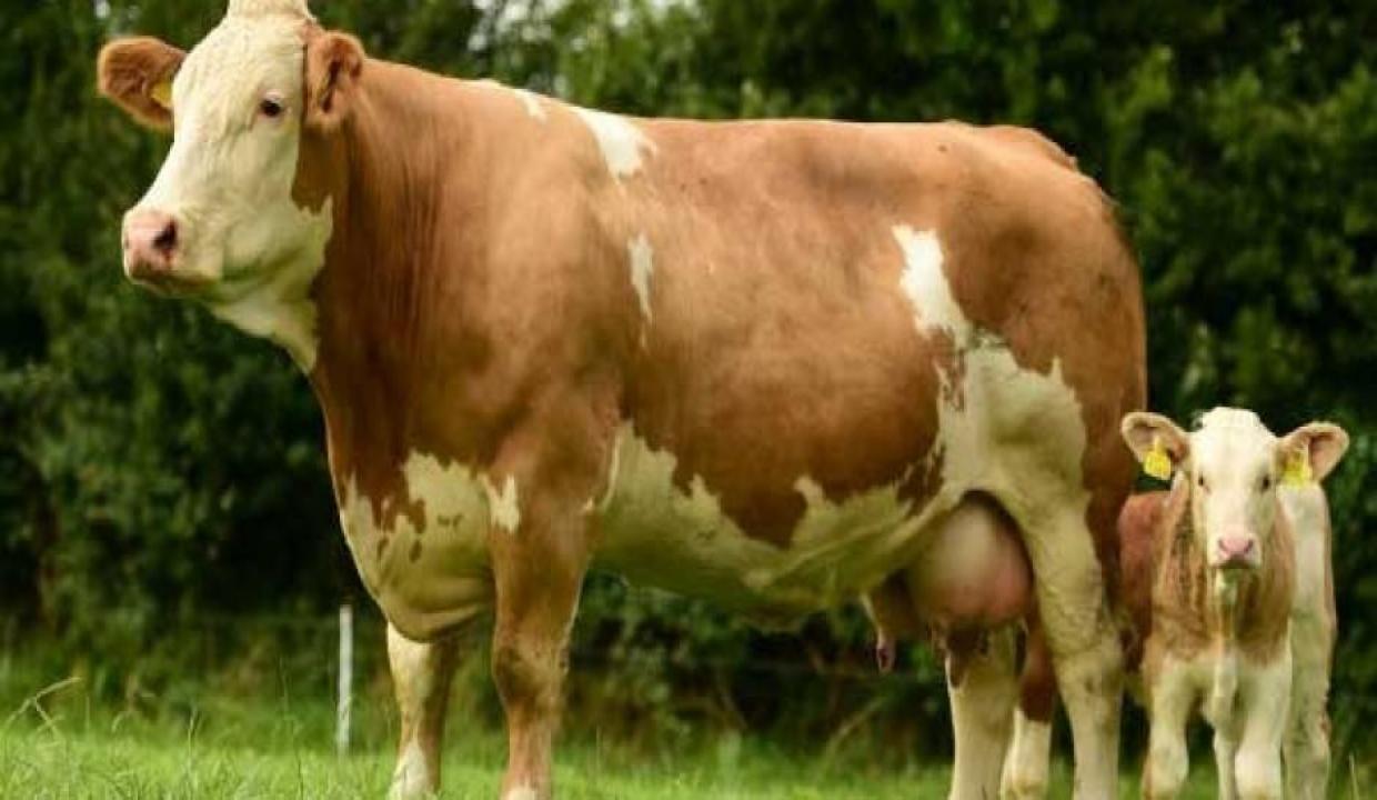 Güzel haber Resmi Gazete'de yayımlandı: Sığır başı 2 bin 500 TL destek!