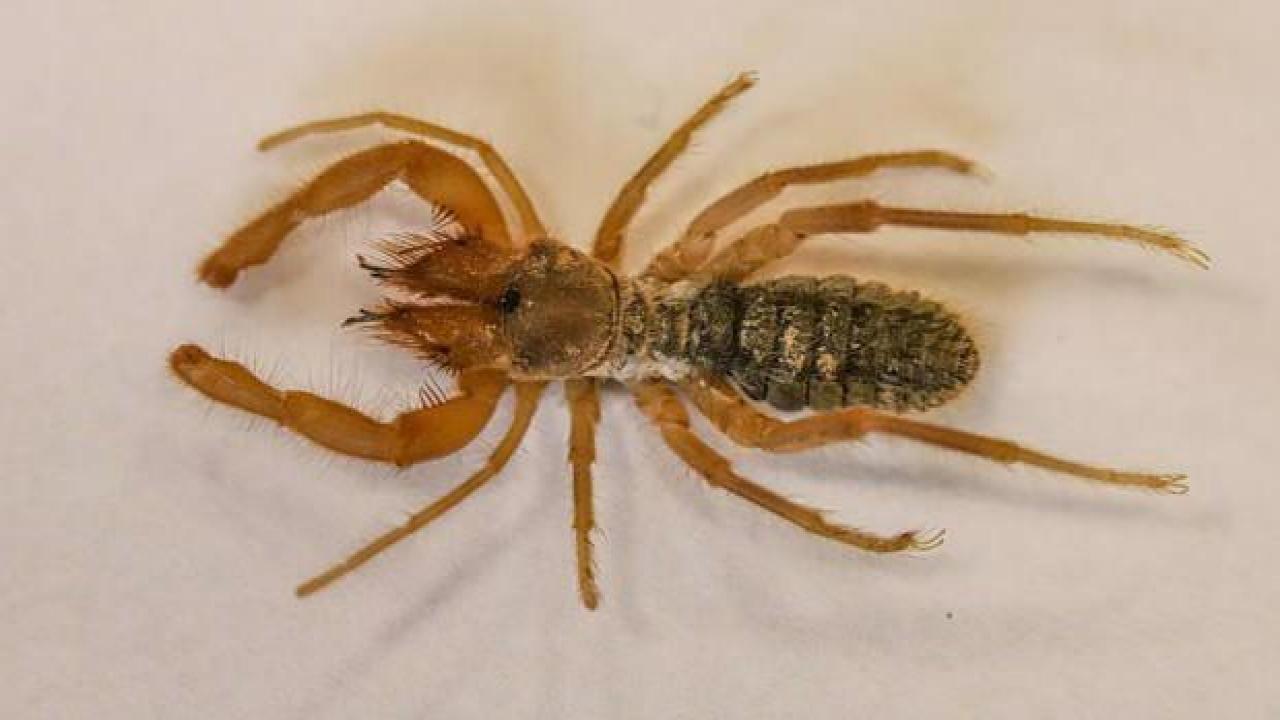 Hakkari'de yeni örümcek türü keşfedildi