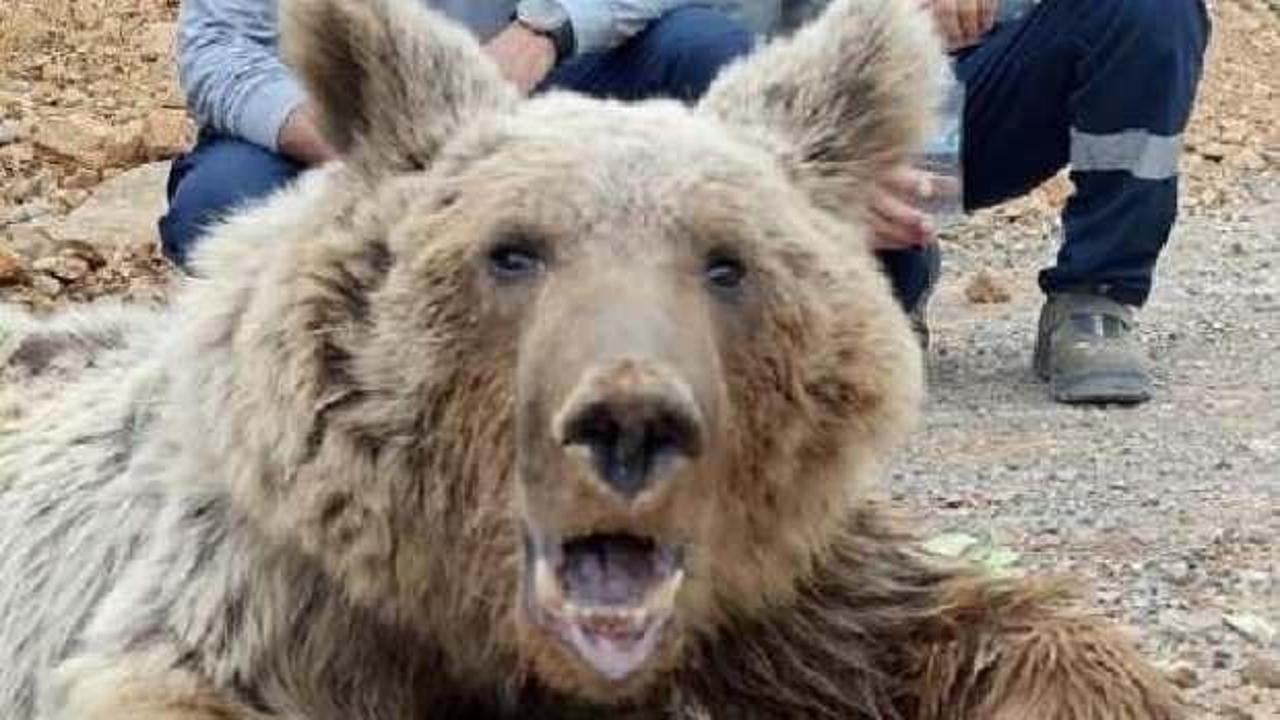 Hakkari'deki ayıyla ilgili gerçek ortaya çıktı! Yaralanma nedeni kaya değil