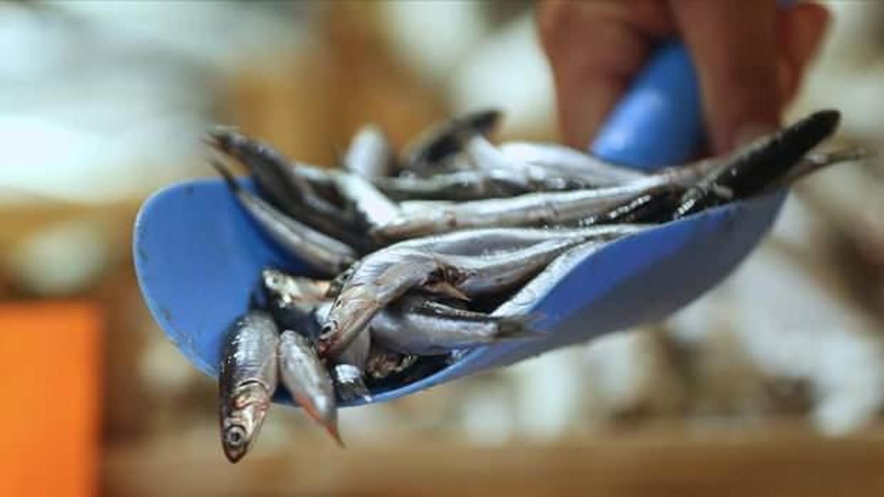 Hamsi avcılığı limiti balıkçı gemilerinin özelliklerine göre belirlenecek