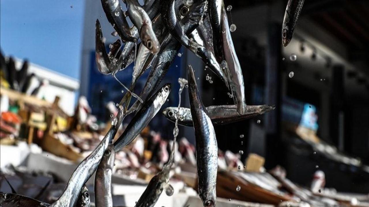 Hamsi avcılığına kota uygulaması getiriliyor