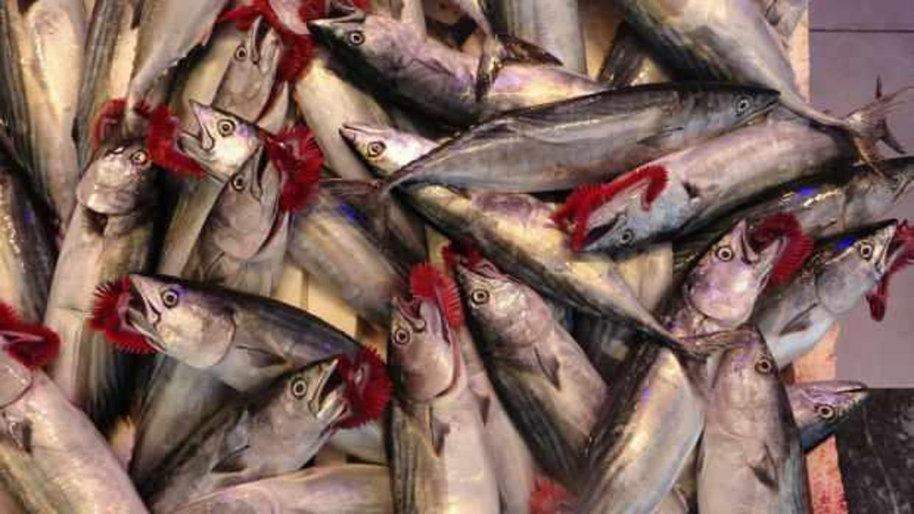 Hamsi tezgahta yenildiği palamudu ihracatta solladı