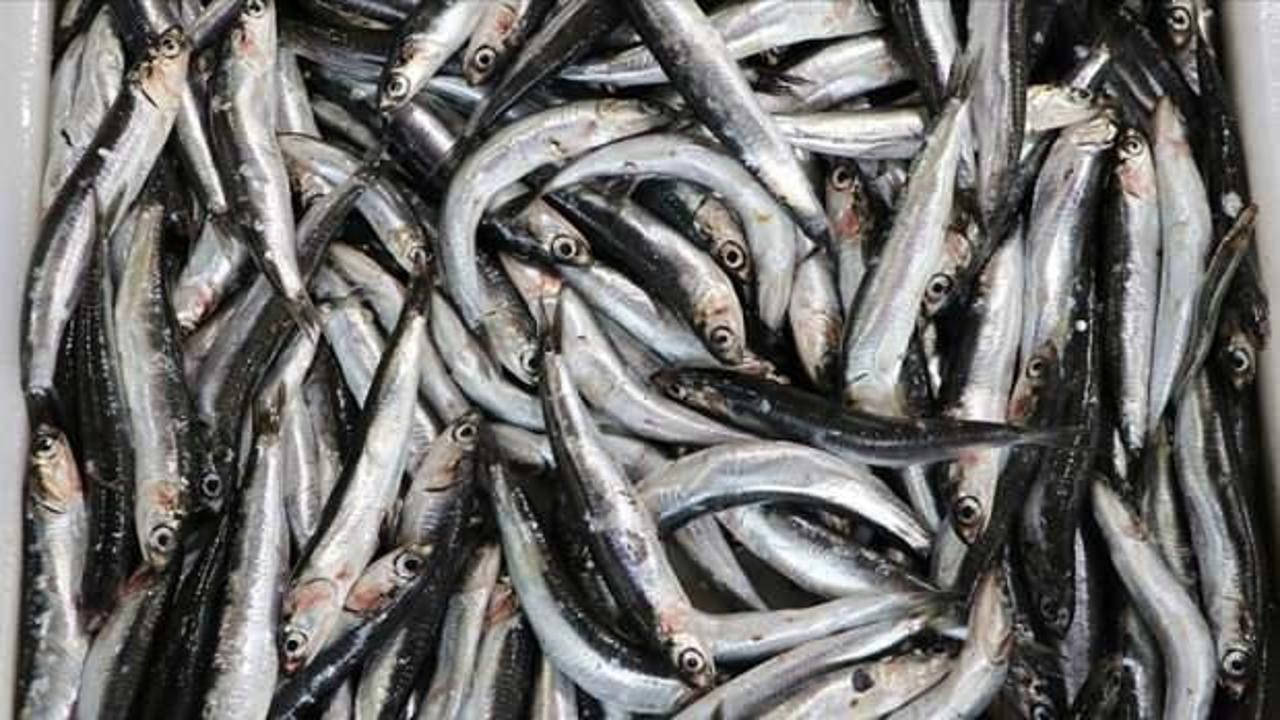 Hamsinin ağlara nadir takılması balıkçıları endişelendiriyor!