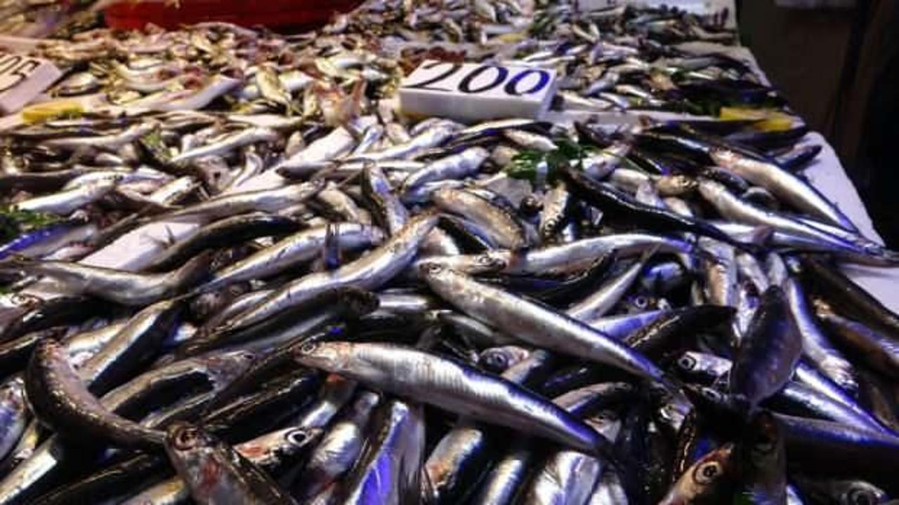 Hamsinin kilosu 175-200 TL arasında satılıyor!