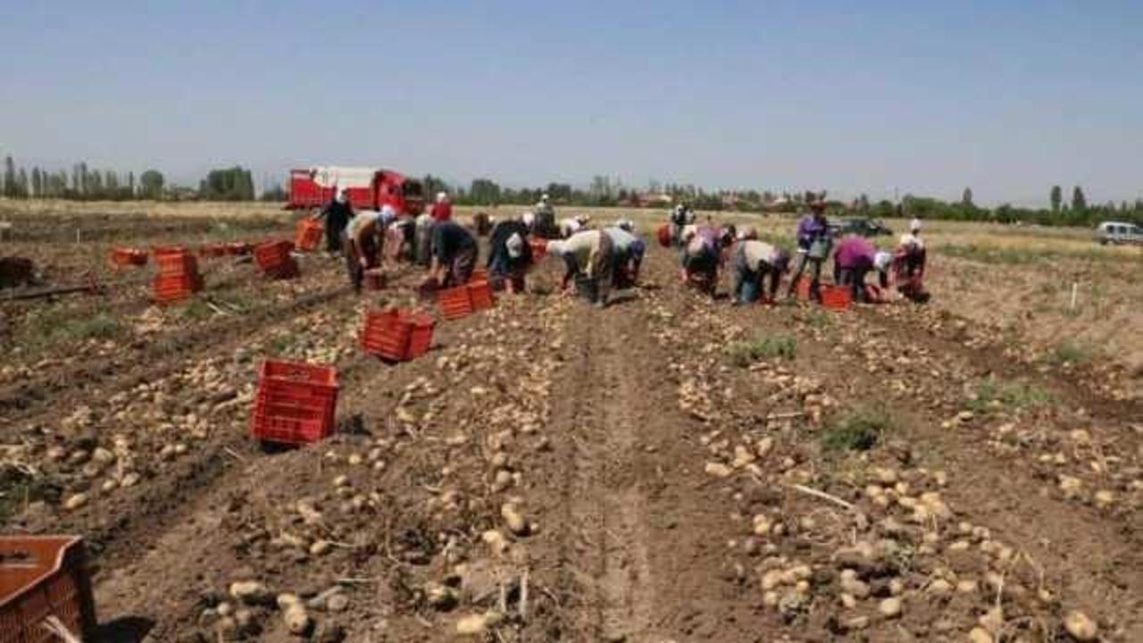 Hasadı başlayan patatesin kilogram fiyatı 9-11 lira arasında satılıyor