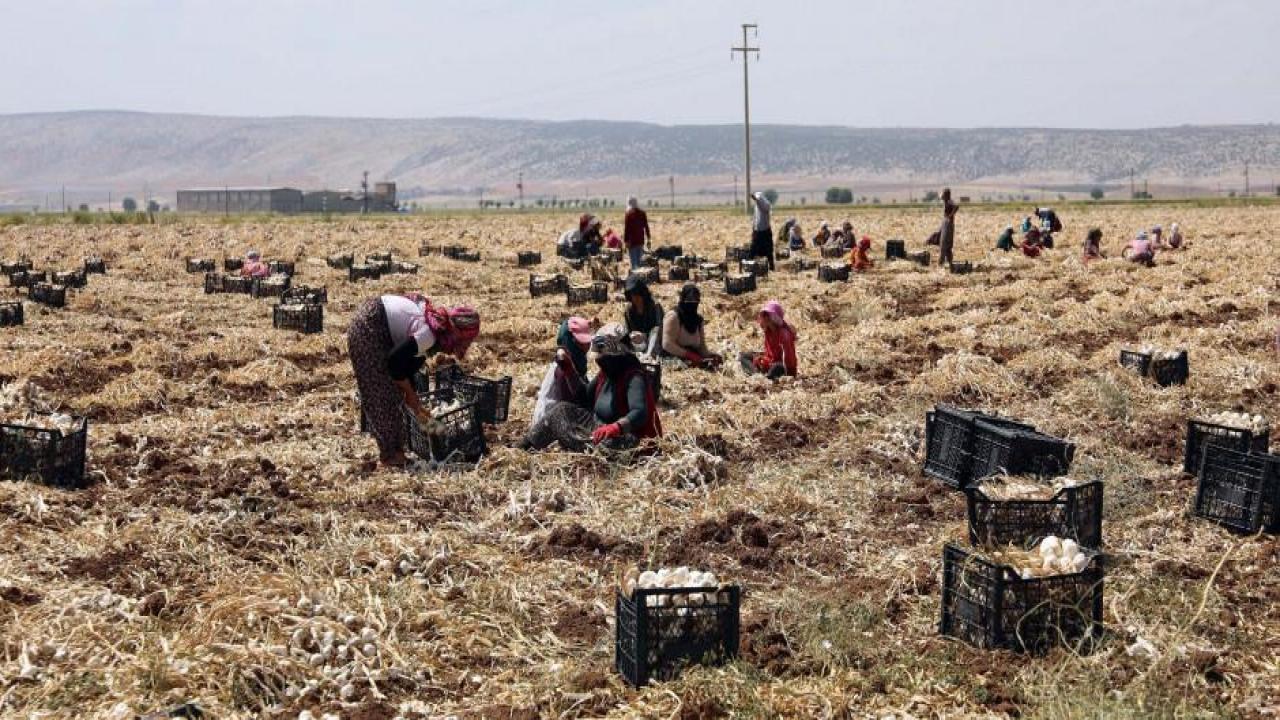 Hasadı yapılan sarımsak tarlada 8, markette 35-40 lira