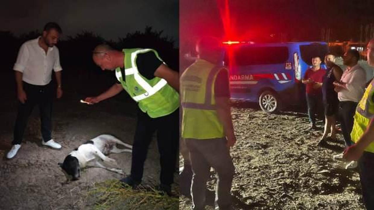 Hatay'da 11 köpek ölü bulundu