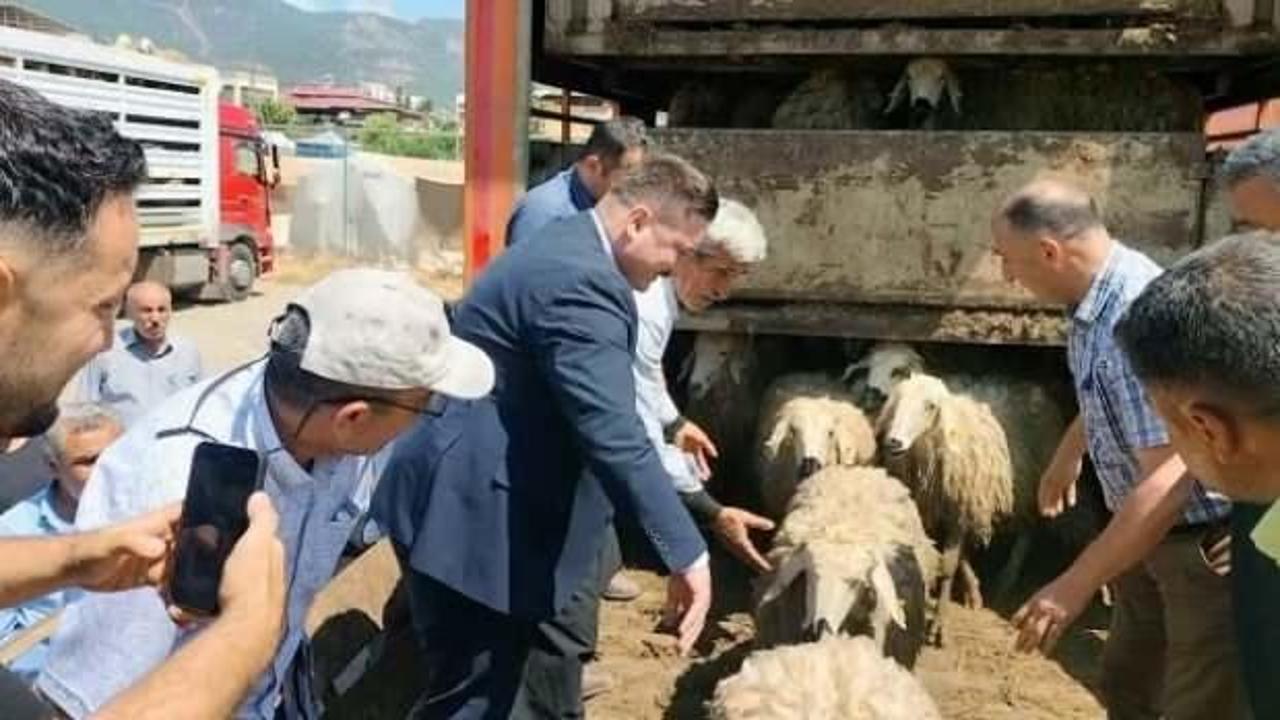 Hatay'da depremde hayvanlarını kaybedenlere küçükbaş dağıtıldı