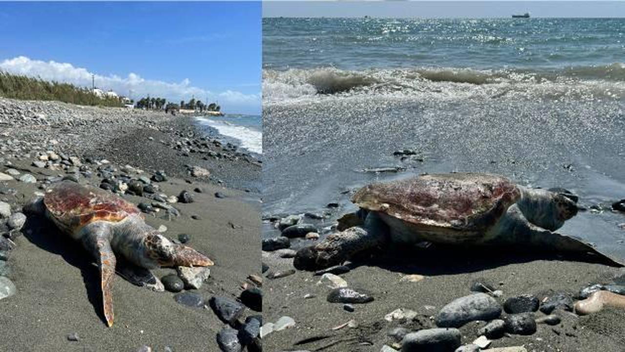 Hatay'da sahilde ölü caretta caretta bulundu