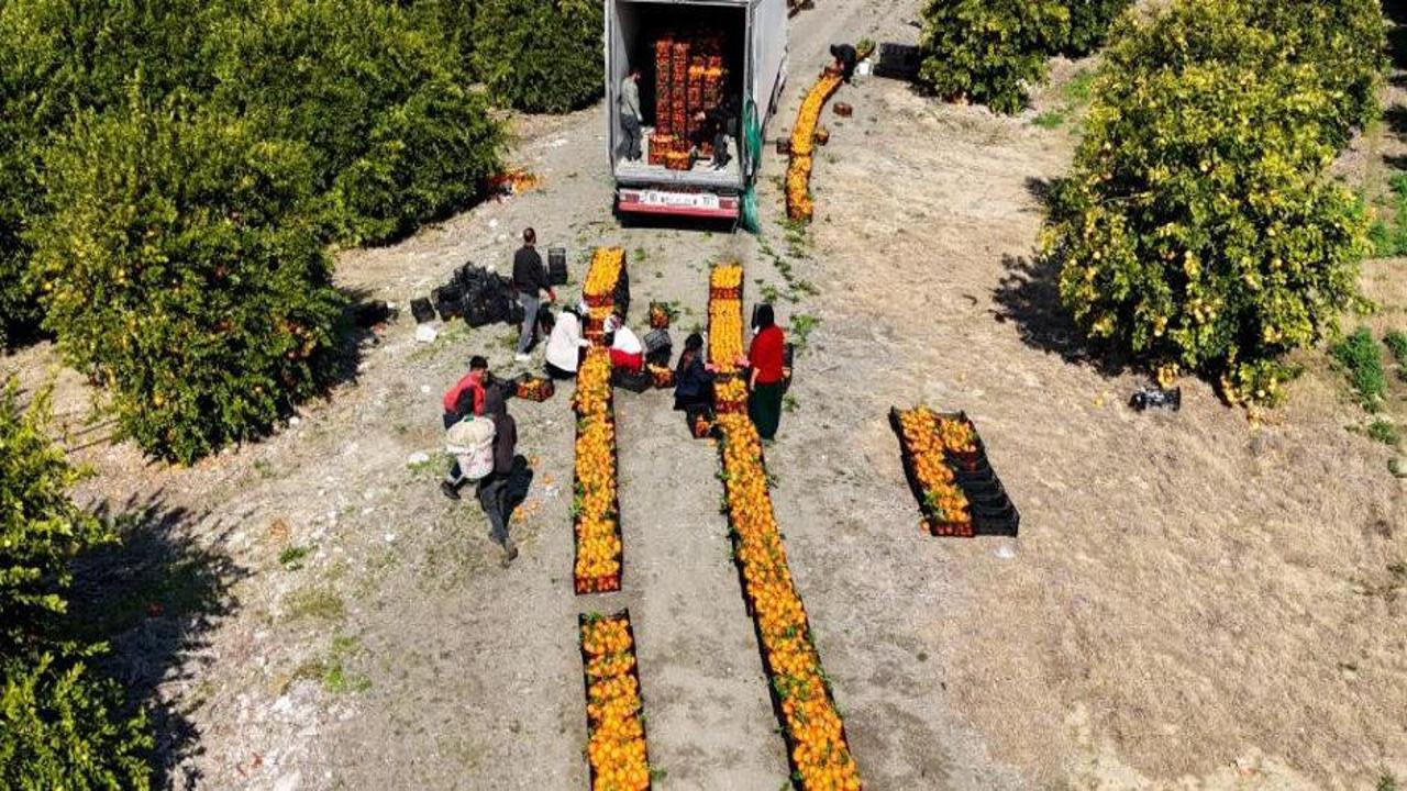 Havalar soğuyunca hasadı hızlandı: Kilosu 14 liradan başlıyor