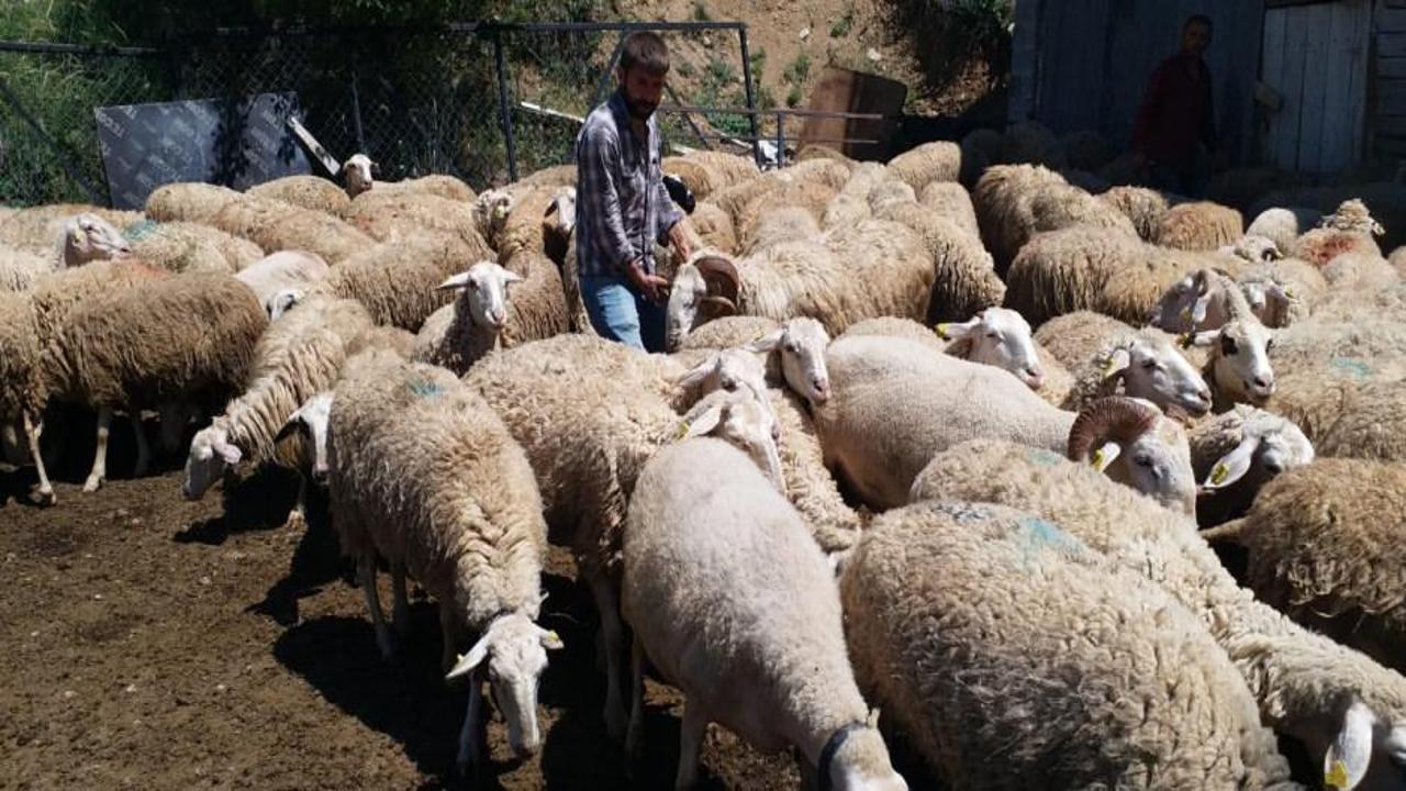 Hayvan sayısını artıracak adım