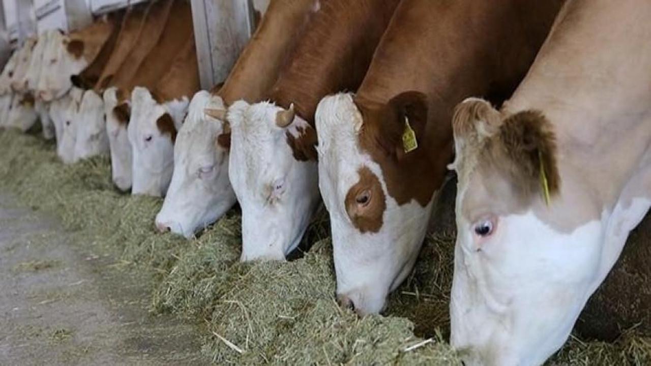 Hayvancılığa yeni destek modeli geliyor