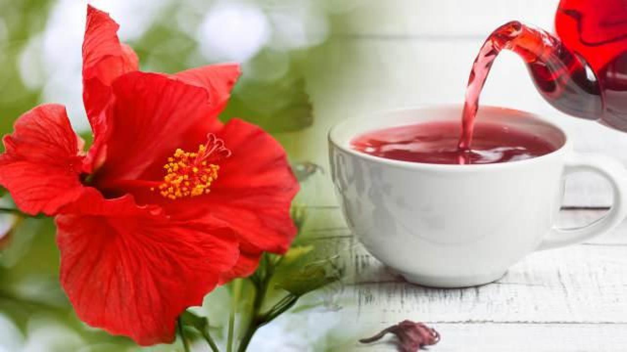 Hibiskus çayı faydaları nelerdir? Hibiskus çayını kimler içemez?