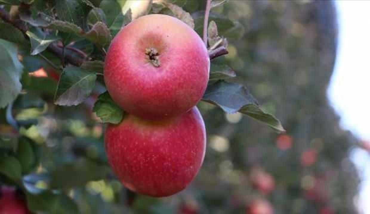 Hindistan'da elma üretimi için Türk-Hint ortak girişimi kuruldu