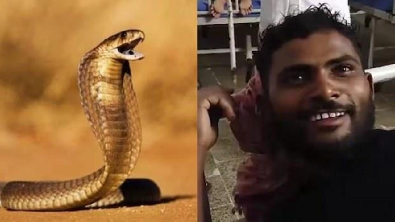 Hindistan'da garip olay: Kendisini ısıran zehirli yılanı 2 kez ısırarak öldürdü