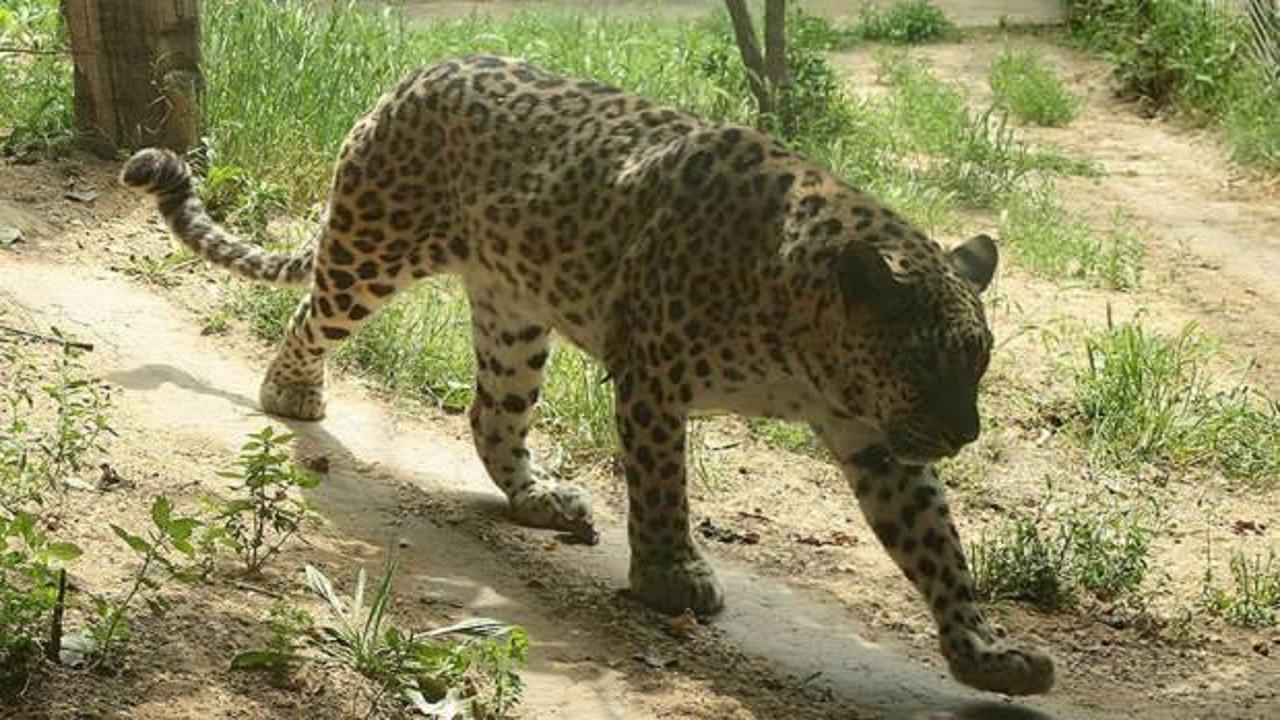 Hindistan'da leoparın saldırdığı çocuk hayatını kaybetti
