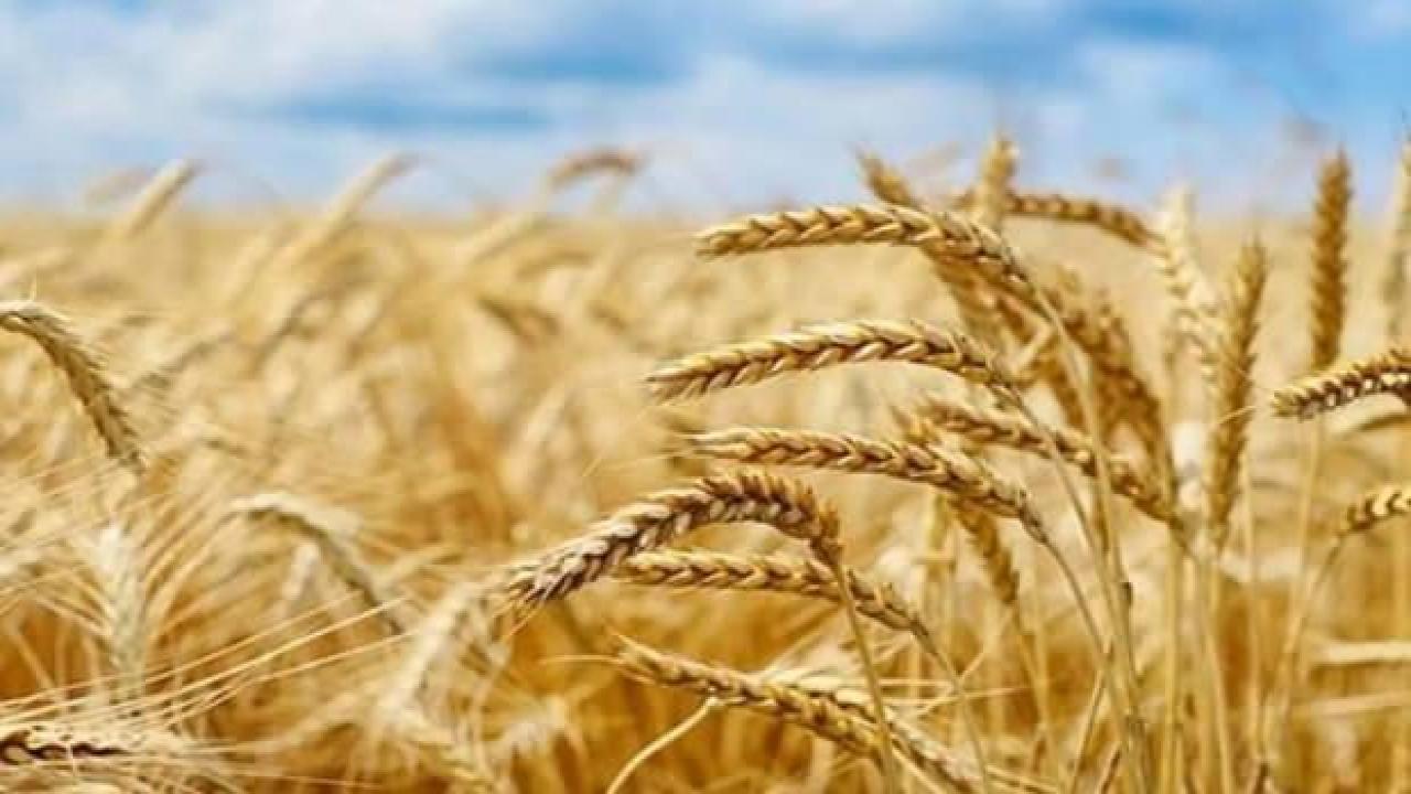 Hubabat açıklaması! İç tüketimin üzerinde bir üretim bekleniyor