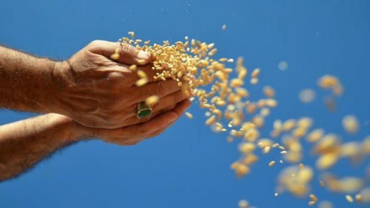 Hububat sektöründen ilk yarıda 5,44 milyar dolarlık ihracat