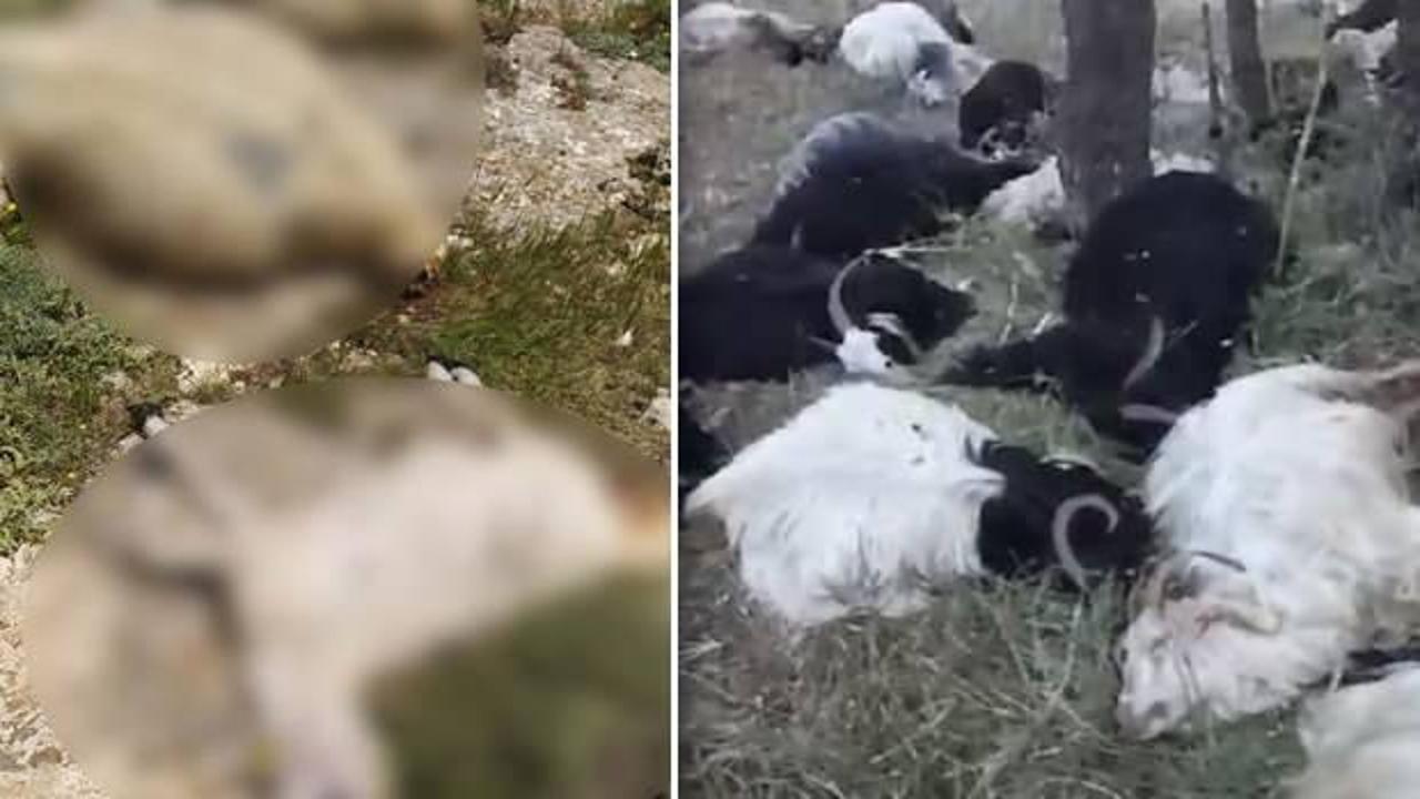 İki farklı yer aynı manzara! Sivas ve Şırnak'ta 238 hayvan yıldırım nedeniyle telef oldu