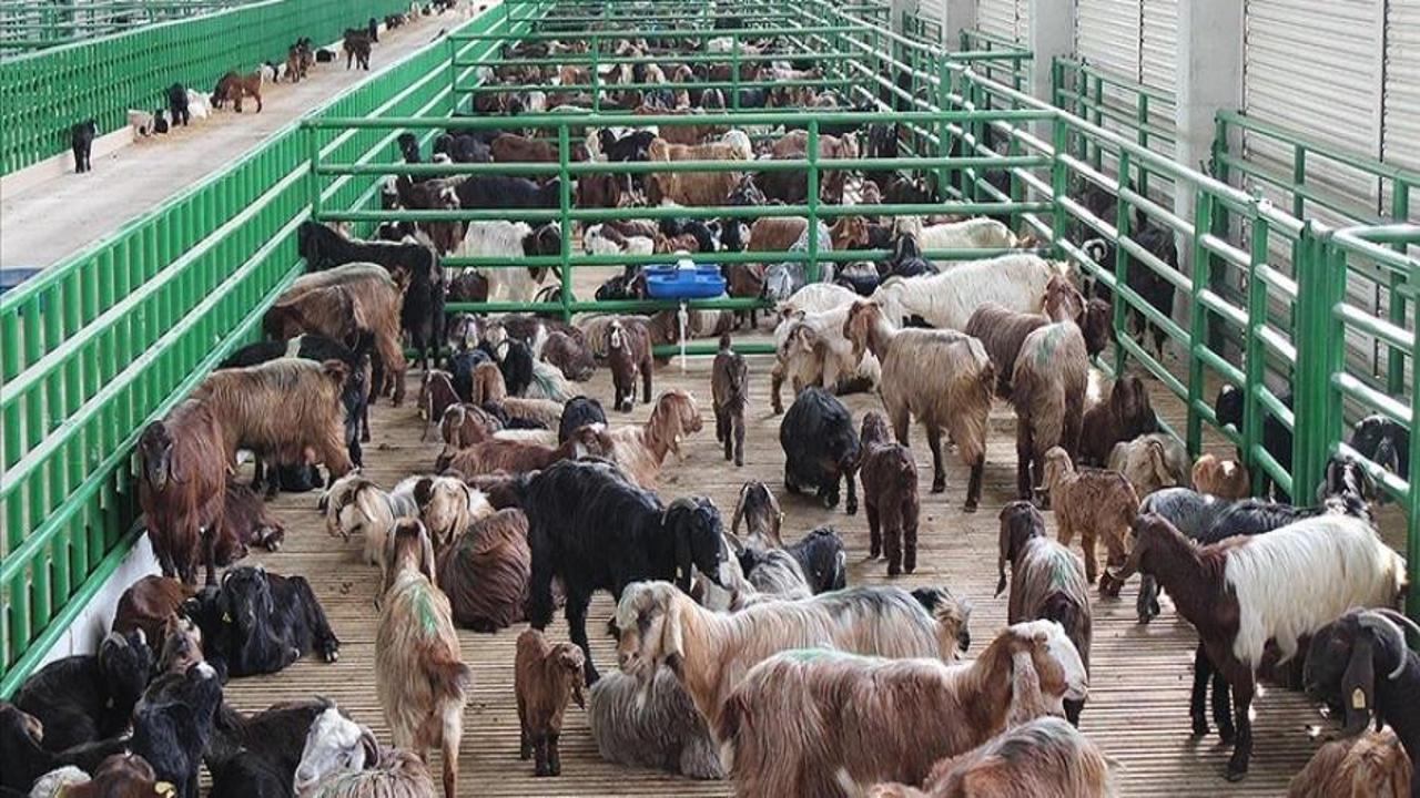 İkinci dönem büyük ve küçükbaş hayvancılık destekleme başvuruları yarın başlıyor